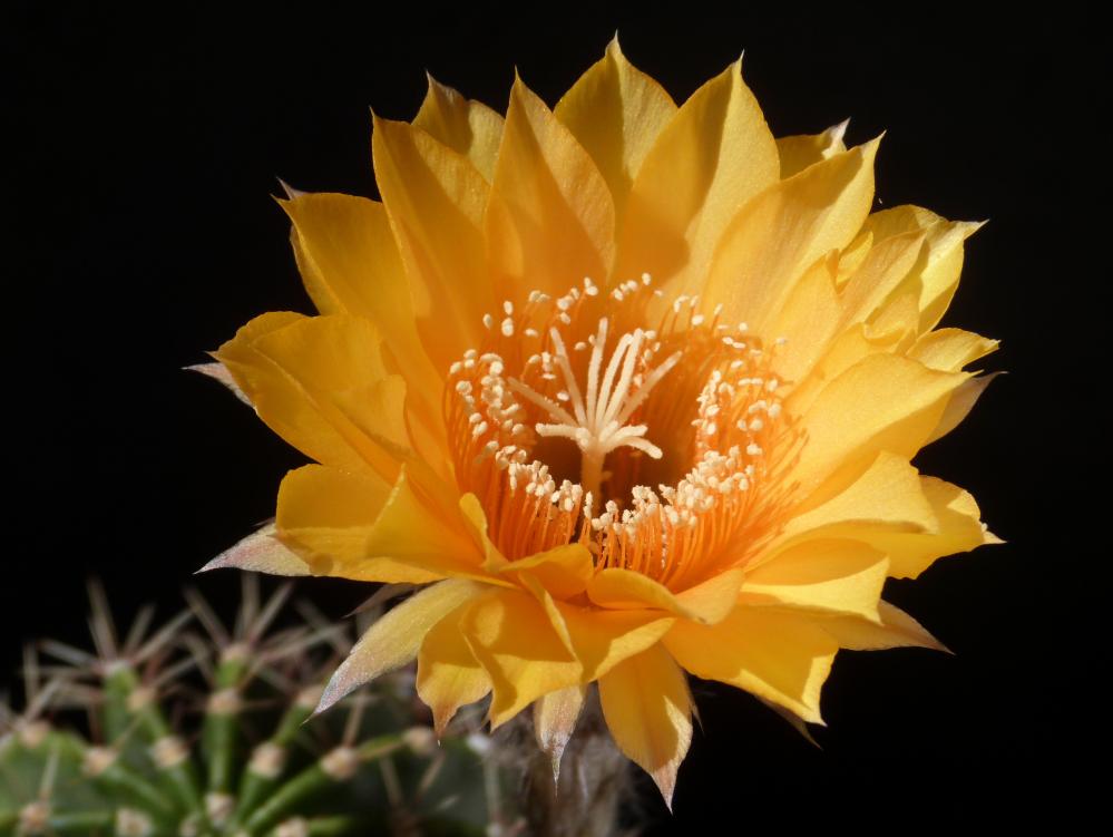 Echinopsis